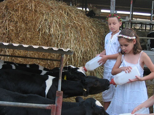שביל פרות החלב
